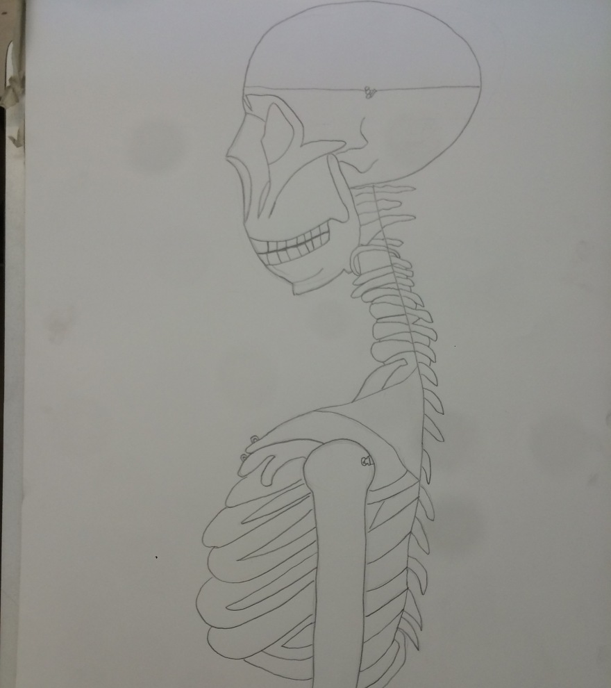 Observation drawing of a skeleton by Cartoonist Jamaal R. James for James Creative Arts And Entertainment Company.